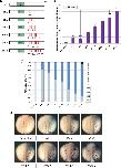 Xenbase Expression Image Xenbase Expression Image
