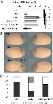 Xenbase Expression Image Xenbase Expression Image