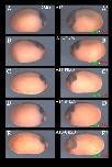 Xenbase Expression Image Xenbase Expression Image