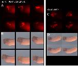 Xenbase Expression Image Xenbase Expression Image