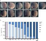 Xenbase Expression Image Xenbase Expression Image