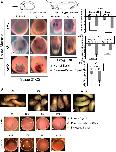 Xenbase Expression Image Xenbase Expression Image