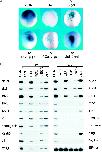 Expression Image Expression Image