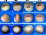 Xenbase Expression Image Xenbase Expression Image
