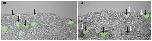Xenbase Expression Image Xenbase Expression Image