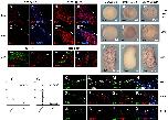 Xenbase Expression Image Xenbase Expression Image