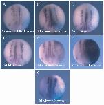 Xenbase Expression Image Xenbase Expression Image