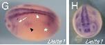 Xenbase Expression Image Xenbase Expression Image