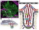 Xenbase Expression Image Xenbase Expression Image