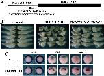 Expression Image Expression Image