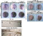 Xenbase Expression Image Xenbase Expression Image