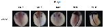 Xenbase Expression Image Xenbase Expression Image