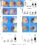 Xenbase Expression Image Xenbase Expression Image