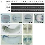 Xenbase Expression Image Xenbase Expression Image
