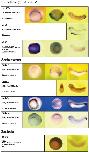 Expression Image Expression Image