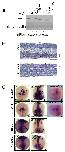 Xenbase Expression Image Xenbase Expression Image