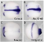 Xenbase Expression Image Xenbase Expression Image