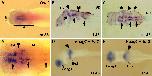 Xenbase Expression Image Xenbase Expression Image