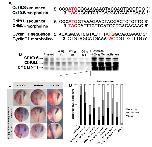 Expression Image Expression Image