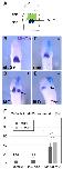 Expression Image Expression Image