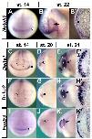 Xenbase Expression Image Xenbase Expression Image
