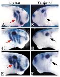 Xenbase Expression Image Xenbase Expression Image