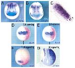 Expression Image Expression Image