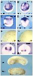 Xenbase Expression Image Xenbase Expression Image