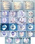 Expression Image Expression Image