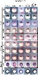 Expression Image Expression Image