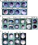 Expression Image Expression Image