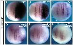 Xenbase Expression Image Xenbase Expression Image