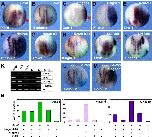 Xenbase Expression Image Xenbase Expression Image