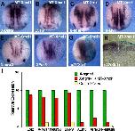 Xenbase Expression Image Xenbase Expression Image