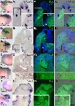 Xenbase Expression Image Xenbase Expression Image