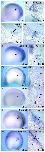 Xenbase Expression Image Xenbase Expression Image