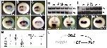 Expression Image Expression Image