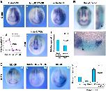 Xenbase Expression Image Xenbase Expression Image