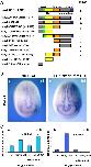Xenbase Expression Image Xenbase Expression Image