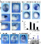 Xenbase Expression Image Xenbase Expression Image