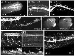 Xenbase Expression Image Xenbase Expression Image