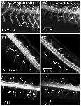 Xenbase Expression Image Xenbase Expression Image