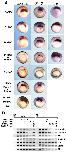 Expression Image Expression Image