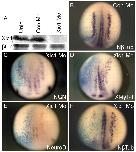 Xenbase Expression Image Xenbase Expression Image