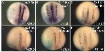 Xenbase Expression Image Xenbase Expression Image