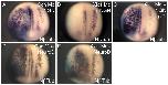 Xenbase Expression Image Xenbase Expression Image