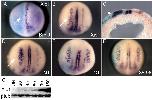 Xenbase Expression Image Xenbase Expression Image