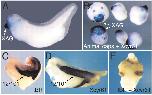 Xenbase Expression Image Xenbase Expression Image