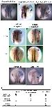Xenbase Expression Image Xenbase Expression Image