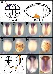 Expression Image Expression Image